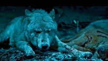 血狼犬：不愧是人类最忠诚的朋友，主人出事，狗狗蓝波回家搬救兵