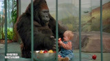 小鬼当街：9个月小婴儿把黑猩猩当妈妈，人贩子目瞪口呆！