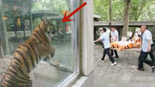 动物园为防止老虎逃跑，上演一场“杀鸡儆猴”，特意给老虎看！