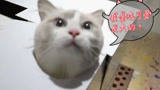 设计师暖心撸猫 资深铲屎官