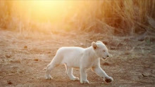 白狮奇缘：白狮逐渐长大 小女孩成为“训练师”