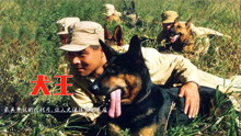 导演为了表现震撼，炸死了一条战功赫赫的军犬，最具争议的抗战片