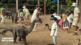 侏罗纪世界：不愧是侏罗纪公园，小孩骑着恐龙玩，太酷了吧！