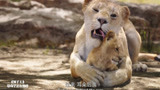 狮子王：狮子妈妈用舌头帮小辛巴洗澡，太有爱了，洗得真干净啊