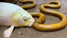 趣味定格动画：大鱼在外面总是抓鱼吃 ，其他鱼太危险了.