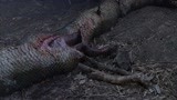 狂蟒之灾2：野人遗址发现骷髅，还有条蟒蛇，吓坏大伙！