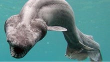 盘点4种世界上长相最恐怖的鲨鱼！深海中的恶魔，一击致命