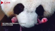 中国旅法大熊猫“欢欢”顺利产下双胞胎幼崽