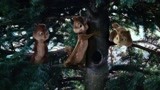 鼠来宝：三只松鼠疯狂屯松果，怎料树都被人类砍倒了，缺德呀！