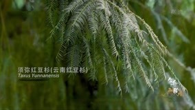 Watch the latest 欧亚大陆上最高的一棵树，已生长2000年，高达97米 (2021) with English subtitle English Subtitle