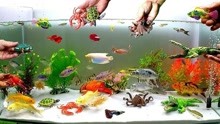 搭建缤纷的海洋动物生态鱼缸