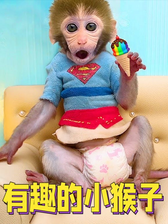 有趣的小猴子