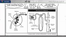 4 The kidneys and the Renal System肾脏泌尿器官 常荣学生理学