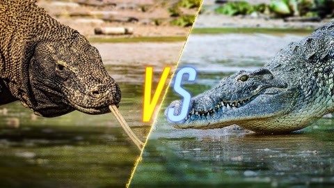 古巨蜥vs湾鳄图片