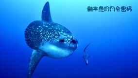 Watch the latest Dive The World Episode 2 (2020) online with English subtitle for free English Subtitle