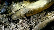 河南汝州湖中2条“怪鱼”鳄雀鳝已被捕获：一雌一雄 已无害化处理