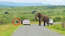 男子到动物园游玩，遇大象逼近弃车跑进树林，大象的反应太好笑了