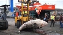 2.7吨重巨鱼冲上岸，专家查身份吓坏：破世界纪录