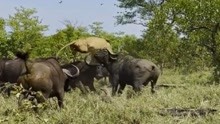 雄狮试图猎杀水牛，遭水牛群反击践踏，被顶出内伤狼狈不堪