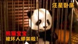 熊猫宝宝遭坏人绑架，高智商警犬冒险营救，搞笑喜剧《汪星卧底》