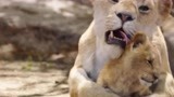 《狮子王》：狮子妈妈用舌头帮小辛巴洗澡，太有爱了！