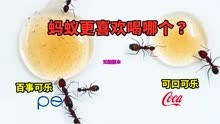 蚂蚁喜欢喝可口可乐，还是百事可乐？（无糖可乐版本）