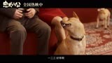 中国版《忠犬八公》曝“女儿出嫁”片段 真实还原中国式家庭情感