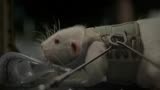 异星觉醒：外星生物绞杀小白鼠，过程太残酷