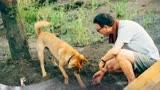 《忠犬八公》教授与流浪狗的故事，很感人很催泪！