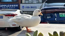上海一宠物鸭被掳走
