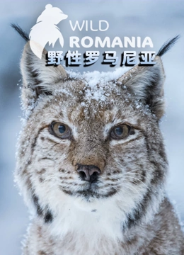 野性罗马尼亚