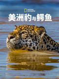 美洲豹与鳄鱼