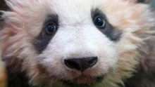 旅法大熊猫幼仔“圆梦”将于2023年7月25日返回中国