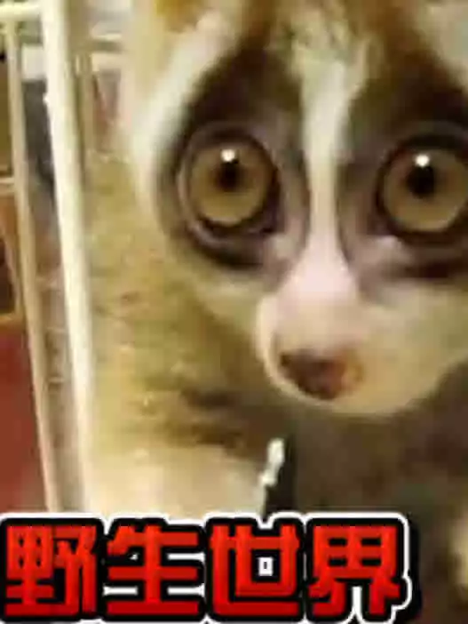 动物园的野生世界2