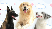 Tonton online Keinginan Anjing (2016) Sarikata BM Dabing dalam Bahasa Cina