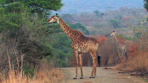 世界上体长最长的动物图片