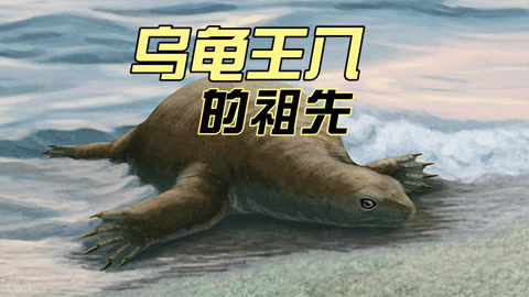 半甲齿龟:乌龟王八的祖先长什么样子