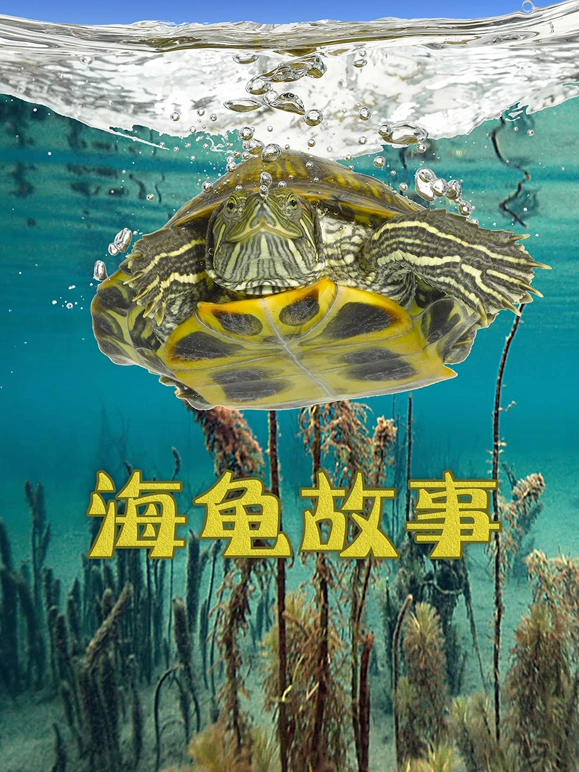 海龟故事