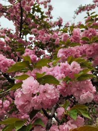 校花要出更